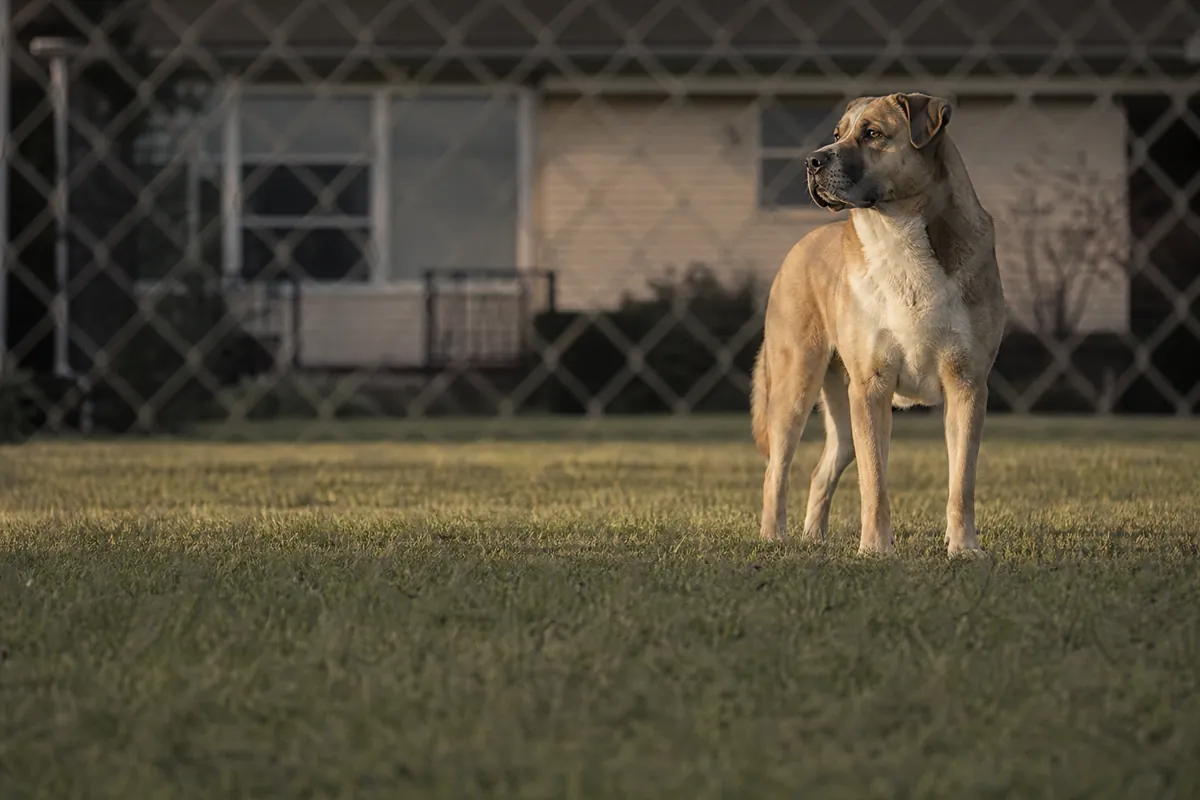 Dog behind a fence